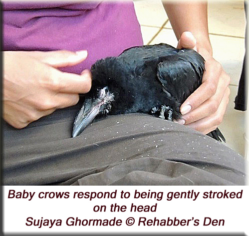 Baby crows respond to being gently stroked on the head